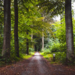La forêt burundaise s’étend comme un manteau vivant Sous le ciel éclatant des montagnes et des vallées. Chaque arbre, chaque liane, chaque feuille porte en soi Le souffle ancien de la vie, le murmure du temps.