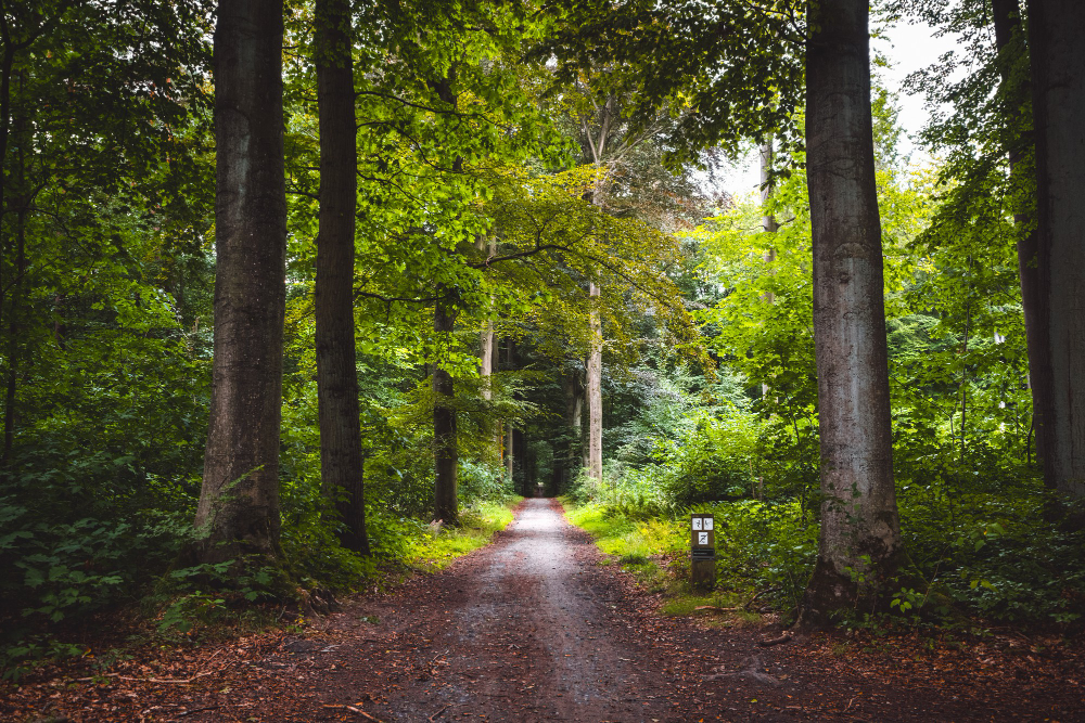 La forêt burundaise s’étend comme un manteau vivant Sous le ciel éclatant des montagnes et des vallées. Chaque arbre, chaque liane, chaque feuille porte en soi Le souffle ancien de la vie, le murmure du temps.